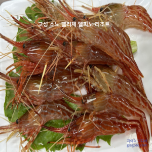 고성 소노펠리체 델피노 리조트